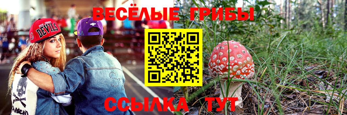 Галлюциногенные грибы Psilocybe  Вышний Волочёк 