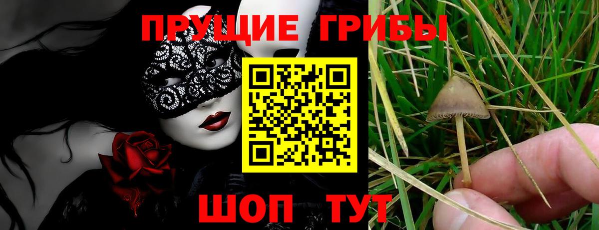 Вышний Волочёк  Псилоцибиновые грибы Psilocybe  Вход с VPN  Псилоцибиновые грибы Magic Shrooms 